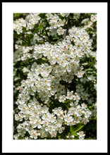 Indlæs billede til gallerivisning Plakat med blomstrende hvidtjørn
