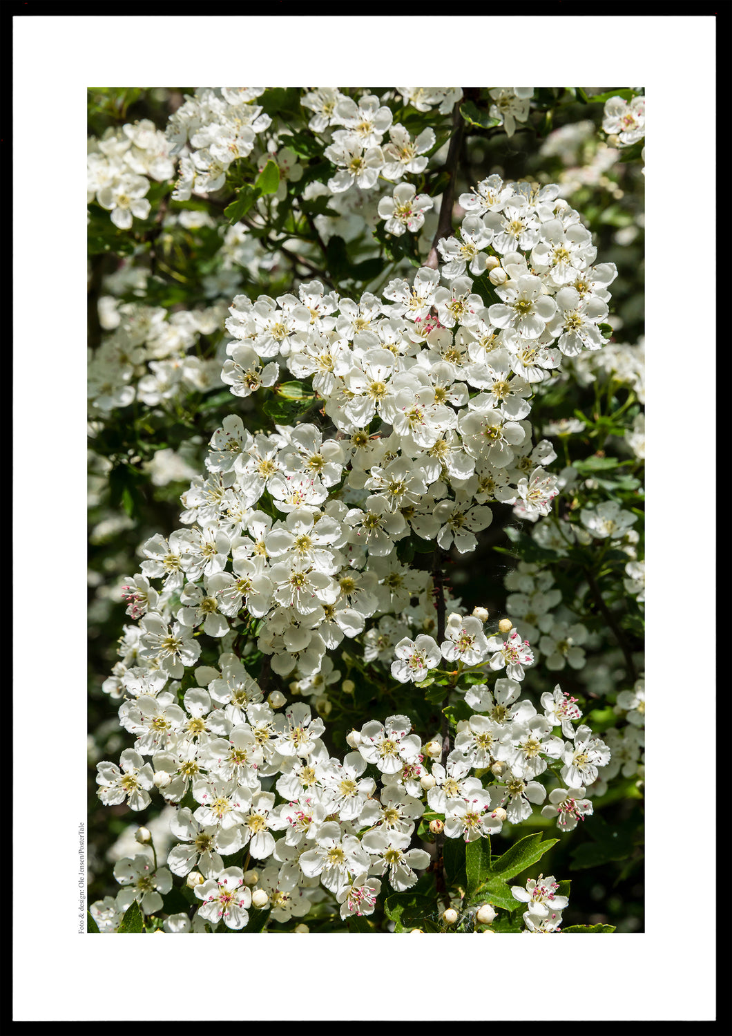 Plakat med blomstrende hvidtjørn