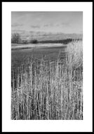 Plakat med vissen sivskov på Glænø, Danmark