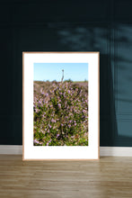 Indlæs billede til gallerivisning Plakat med blomstrende lyng
