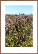Plakat med blomstrende lyng