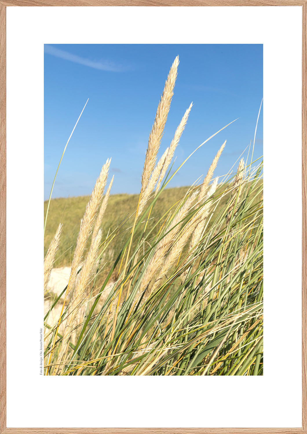 Plakat med marehalm ved vesterhavet, Danmark