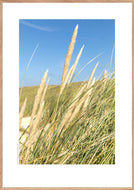 Plakat med marehalm ved vesterhavet, Danmark