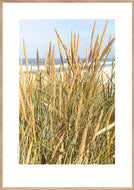 Plakat med marehalm ved vesterhavet, Danmark