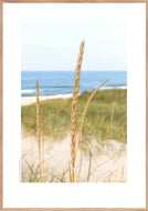 Plakat med marehalm ved vesterhavet, Danmark