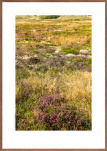 Indlæs billede til gallerivisning Hedevegetation
