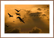 Plakat med gæs under forårstræk