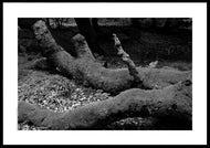 Plakat med mosbegroet træstamme i 'Troldeskoven', Danmark