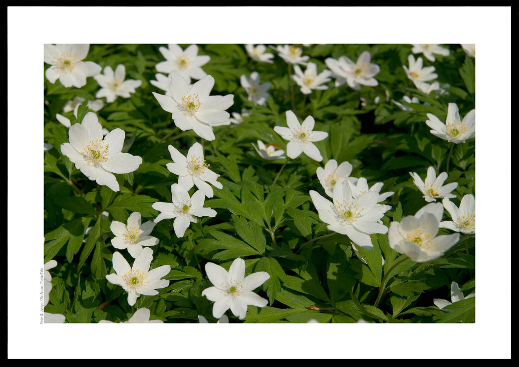 Skovbund med anemoner