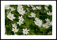 Skovbund med anemoner