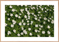 Plakat med blomstereng i hvidt