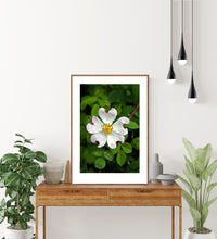 Indlæs billede til gallerivisning Plakat med vild rose
