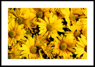 Plakat med gule  gåseurt blomster