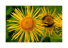 Indlæs billede til gallerivisning Plakat med gul blomst
