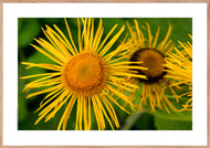 Plakat med gul blomst