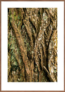 Plakat med bark fra vingevalnød