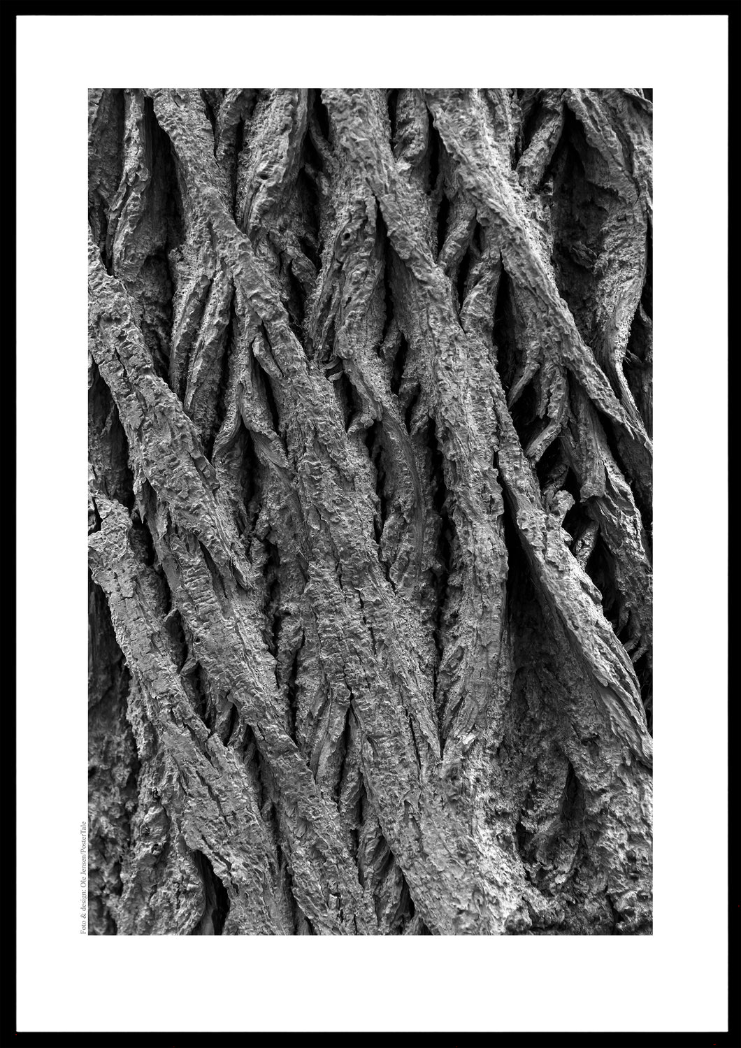 Plakat med bark fra vingevalnød. Sort/hvid