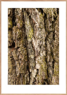 Plakat med rynket bark af egetræ