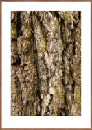 Plakat med bark på gammel egetræ stamme