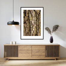 Indlæs billede til gallerivisning Plakat med bark på gammel egetræ stamme
