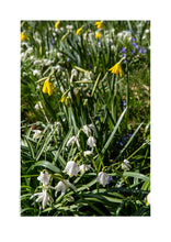 Indlæs billede til gallerivisning Plakat med forårsblomster
