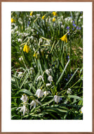 Plakat med forårsblomster