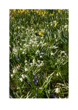 Indlæs billede til gallerivisning Plakat med forårsblomster
