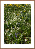 Plakat med forårsblomster