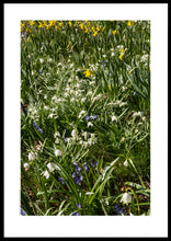 Indlæs billede til gallerivisning Plakat med forårsblomster
