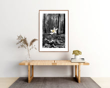 Indlæs billede til gallerivisning Plakat med blomstrende annemone i forårsskoven
