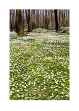 Indlæs billede til gallerivisning Plakat med blomstrende anemoner i forårsskoven
