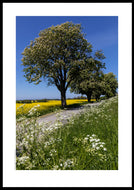 Sommerlandskab med gul rapsmark, Danmark