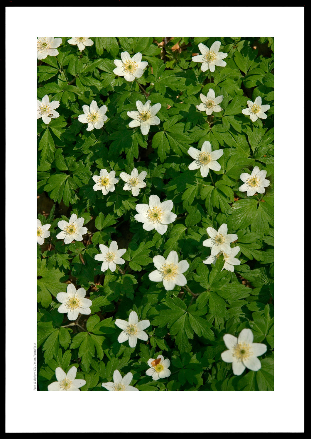 Skovbund med anemoner