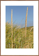 Plakat med marehalm ved vesterhavet, Danmark